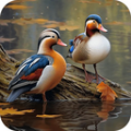 鸭鸭的世界 v1.8.6