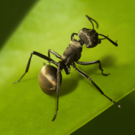 Planet Ant(蚂蚁星球) 0.0.1.1