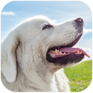Tatra Sheepdog Simulator(塔特拉牧羊犬模拟) 1.0.7