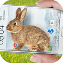 Bunny In Phone Cute joke(兔子在手机可爱的玩笑游戏下载) 1.1